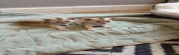 Abyssinian cats for sale: Silver Abyssinian kittens  - Advert 28