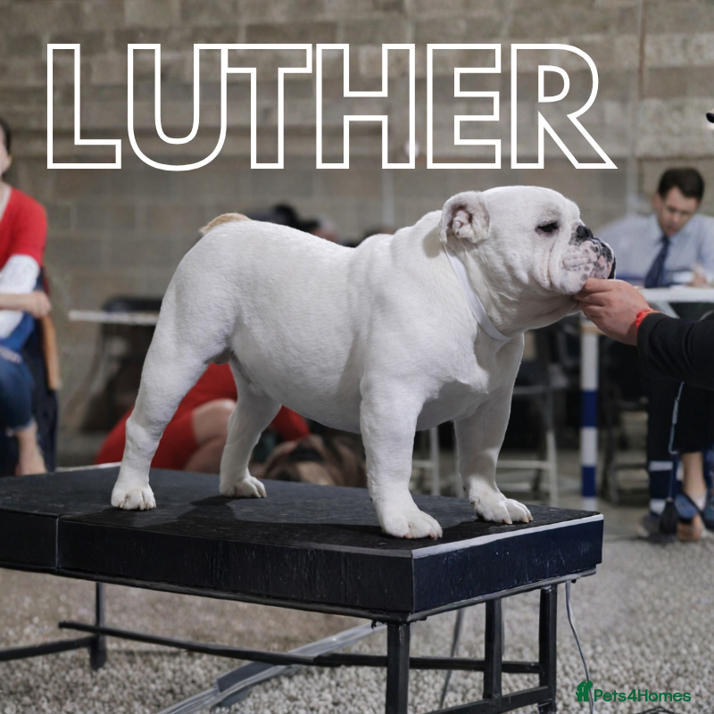 English Bulldog dogs The Stud Choice That Shapes the Whole Journey - Advert 1