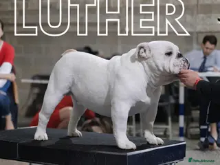 English Bulldog dogs The Stud Choice That Shapes the Whole Journey - Advert 1