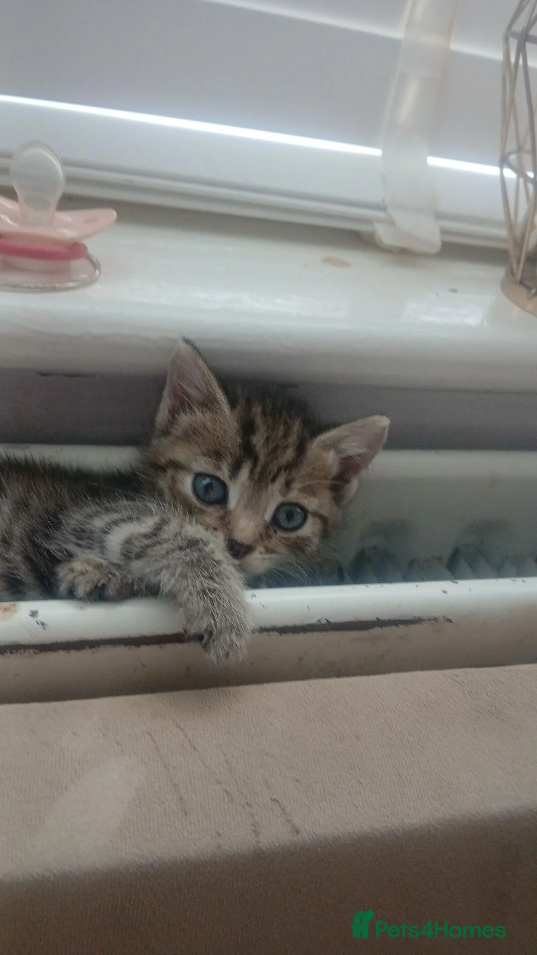 Mixed Breed cats for sale: 🤍🩶 tabby cat for sale 🩶🤍 - Advert 3