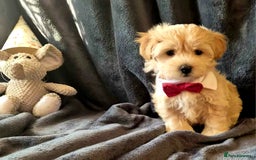 Maltipoo dogs for sale: F1 gorgeous maltipoo puppies - Image 12