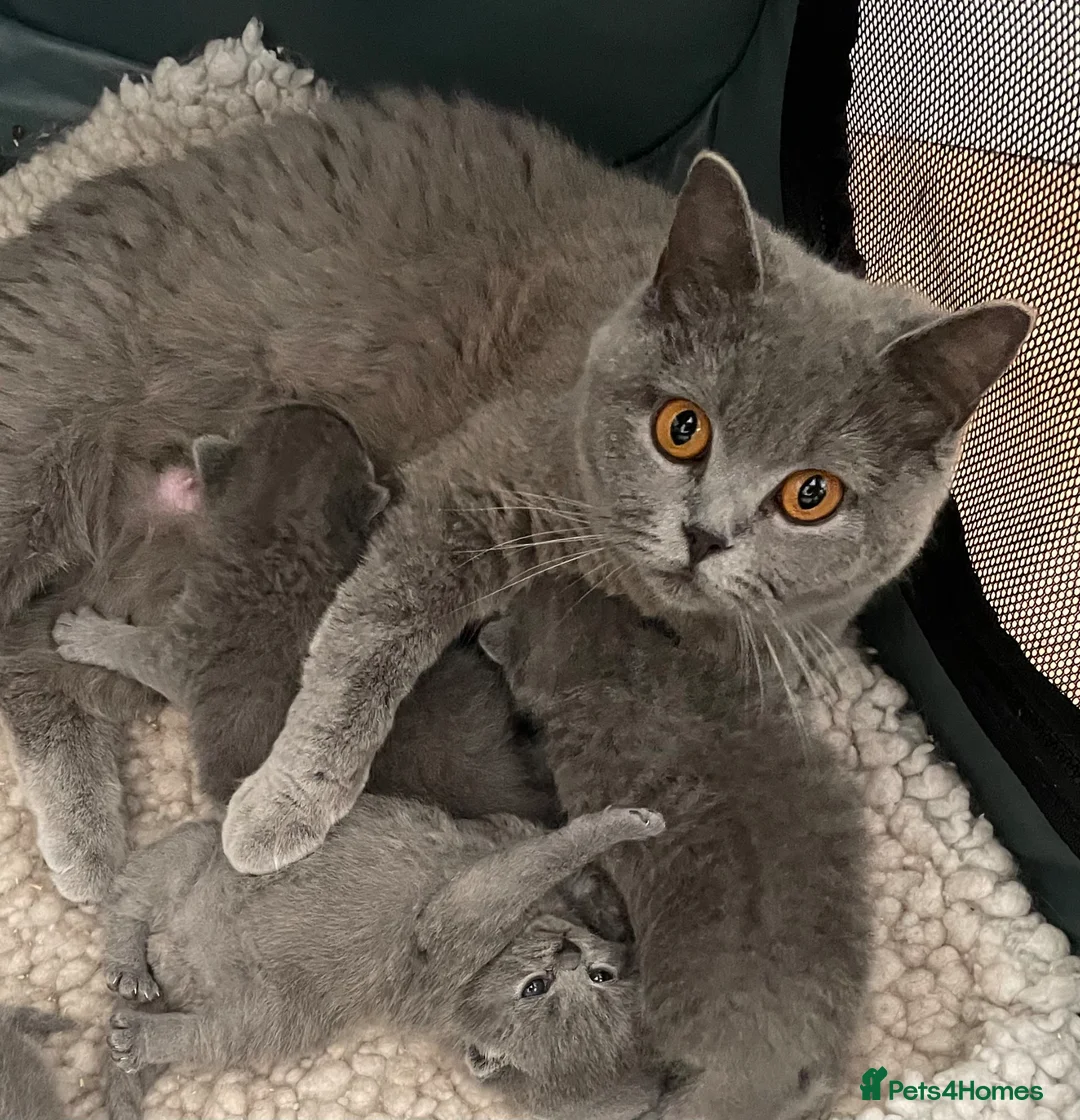 British Shorthair cats for sale: Gorgeous little munchkins - Advert 9