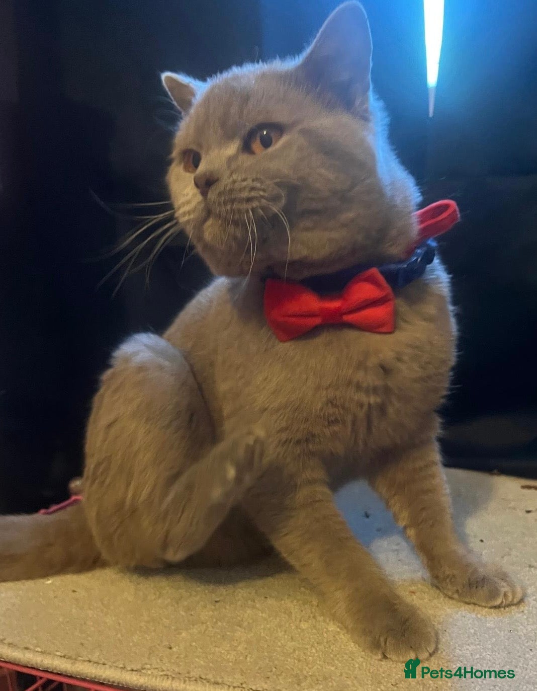 British Shorthair cats British Shorthair Male – 9 Months Old 🐾  - Advert 17