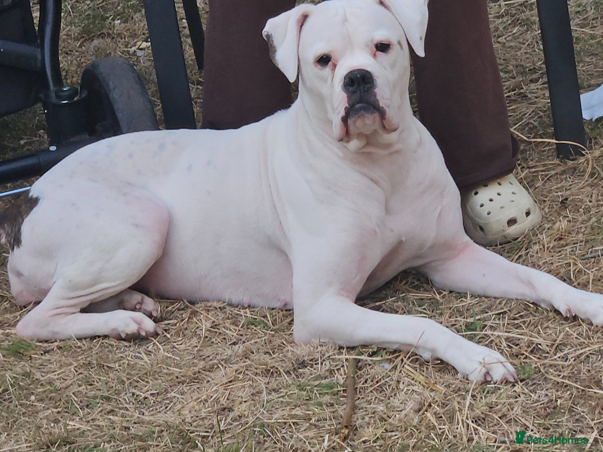 American Bulldog dogs for sale: American bulldog puppies  in Walsall - Advert 1