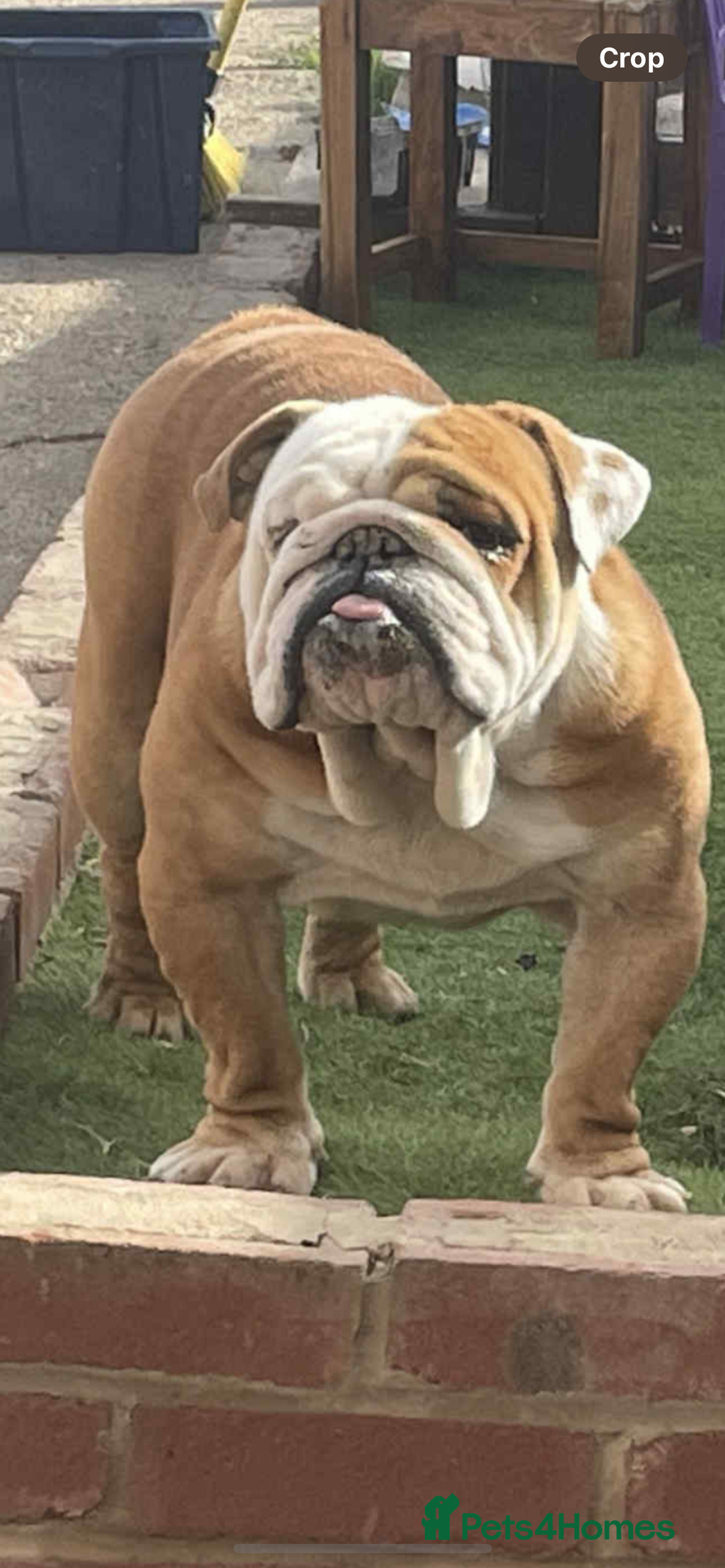 English Bulldog dogs for stud: Standard English bulldog  - Advert 2