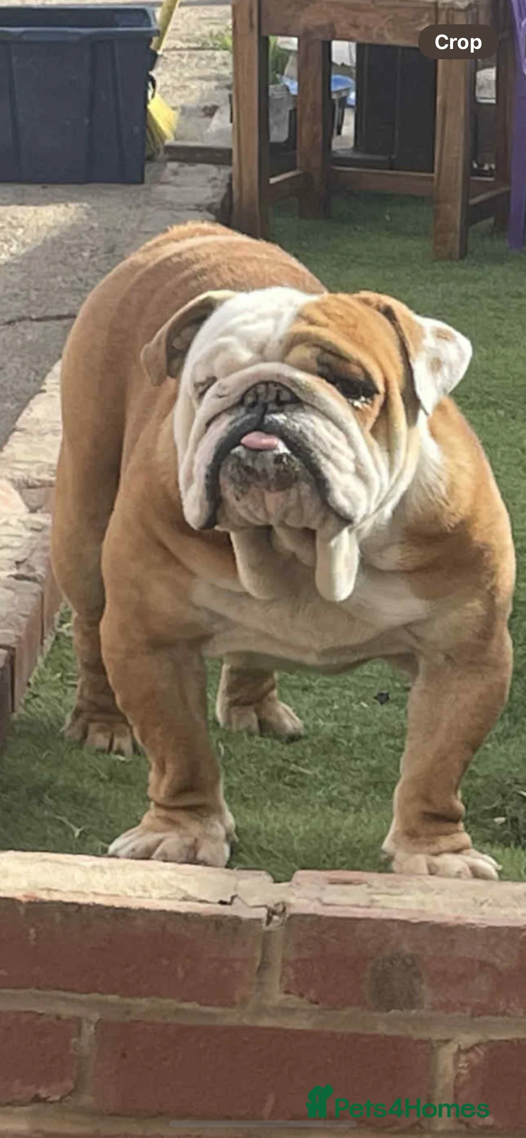 English Bulldog dogs for stud: Standard English bulldog  - Advert 2