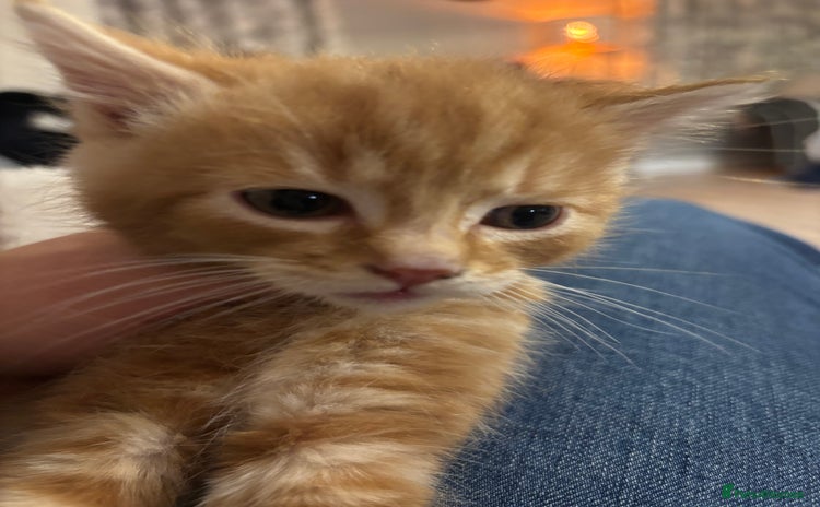 Mixed Breed cats Gorgeous kittens READY TODAY 1LEFT  - Advert 5