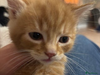 Mixed Breed cats Gorgeous kittens READY TODAY 1LEFT - Advert 13