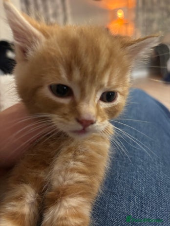 Mixed Breed cats Gorgeous kittens READY TODAY 1LEFT - Advert 5