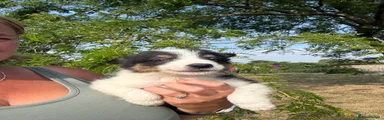 Border Collie 3