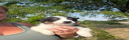 Border Collie dogs for sale: Beautiful Tri Border Collies looking for 5⭐️ homes - Advert 20
