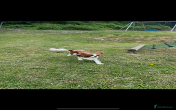 Cavalier King Charles Spaniel dogs for stud: KC registered health tested Blenheim stud in Folkestone - Image 1