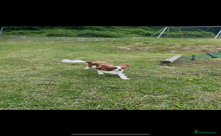 Cavalier King Charles Spaniel dogs in Folkestone - Advert 4