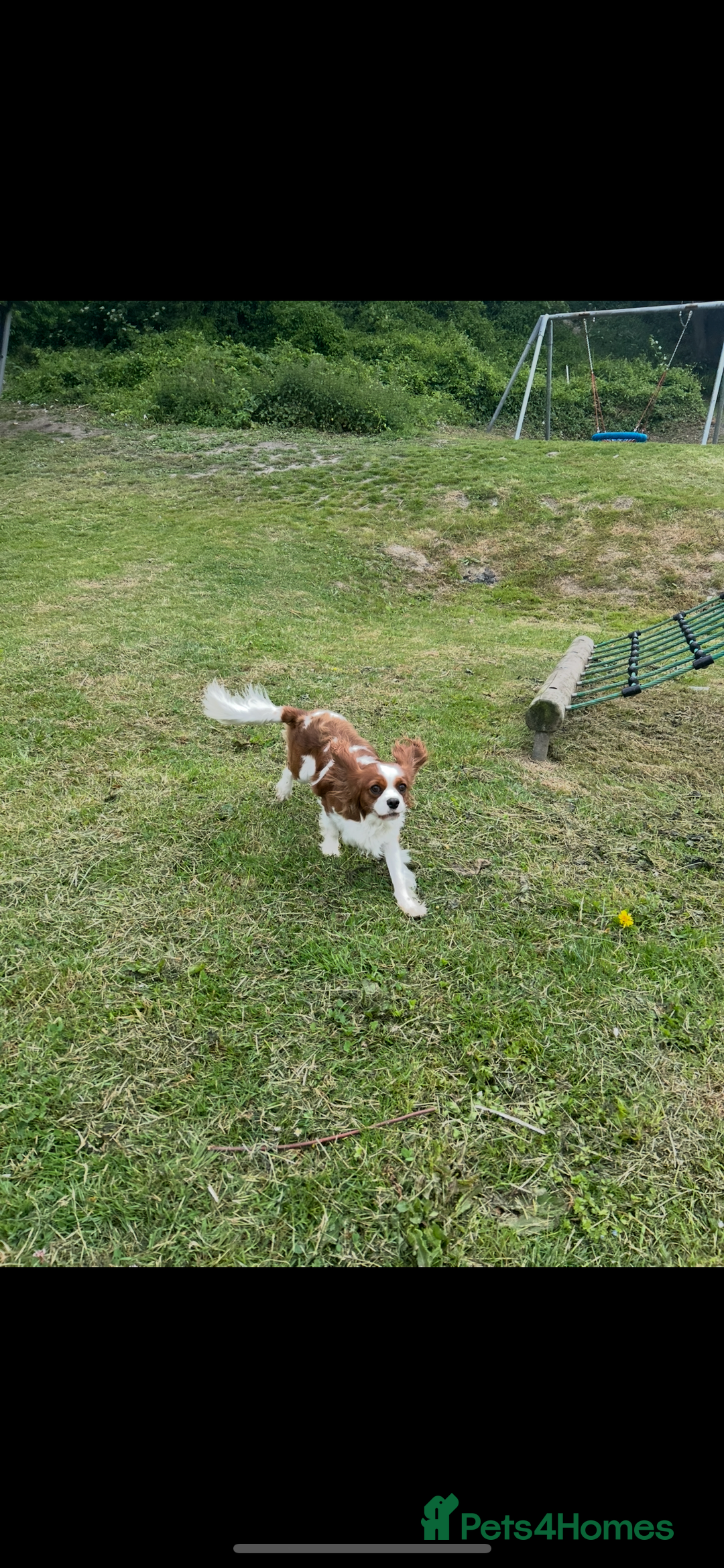 Cavalier King Charles Spaniel dogs for stud: KC registered health tested Blenheim stud in Folkestone - Image 1