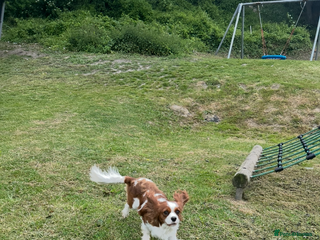 Cavalier King Charles Spaniel dogs in Folkestone - Advert 4