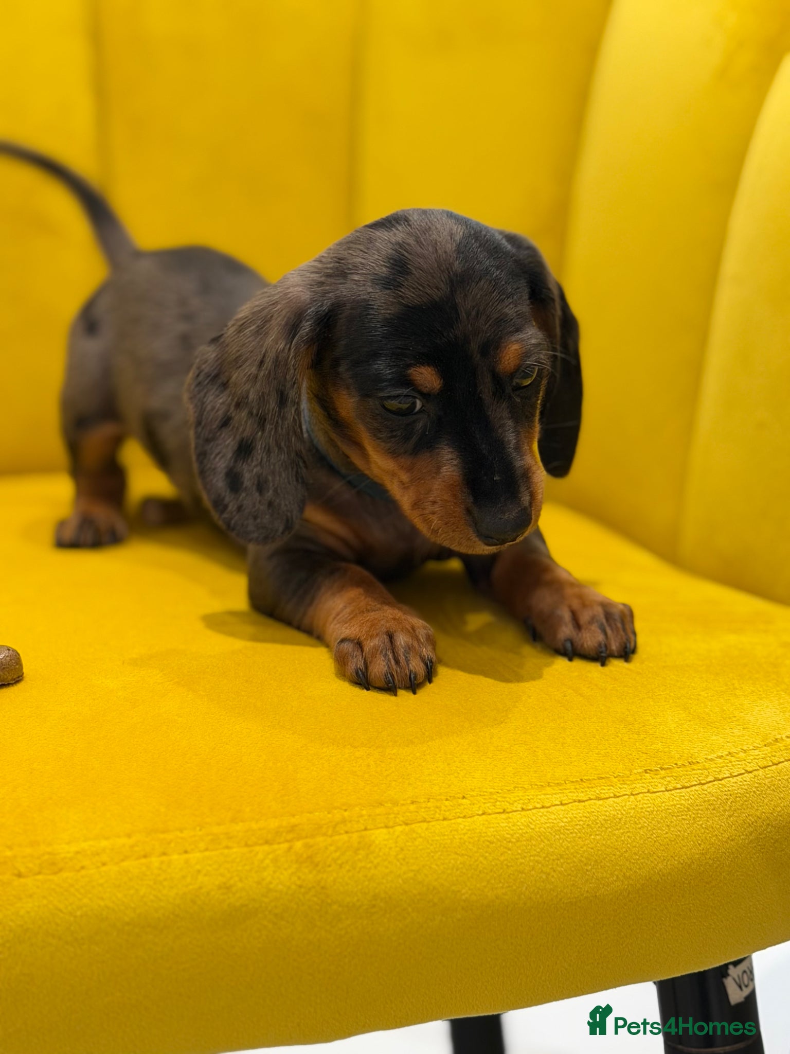 Miniature Dachshund dogs Ready now!! Super Miniature dachshunds  🦴🐶🐾🐾 - Advert 1