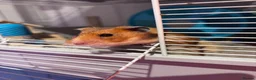 Hamster rodents for sale: Lovely friendly female Syrian hamster  - Advert 15