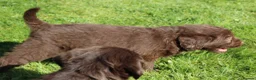 Labradoodle dogs for sale: Stunning Red Merle and Chocolate Labradoodle Pups in Auchterarder - Advert 11