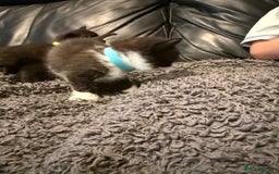 British Shorthair cats for sale: Stunning British Shorthair X Kittens  - Image 14