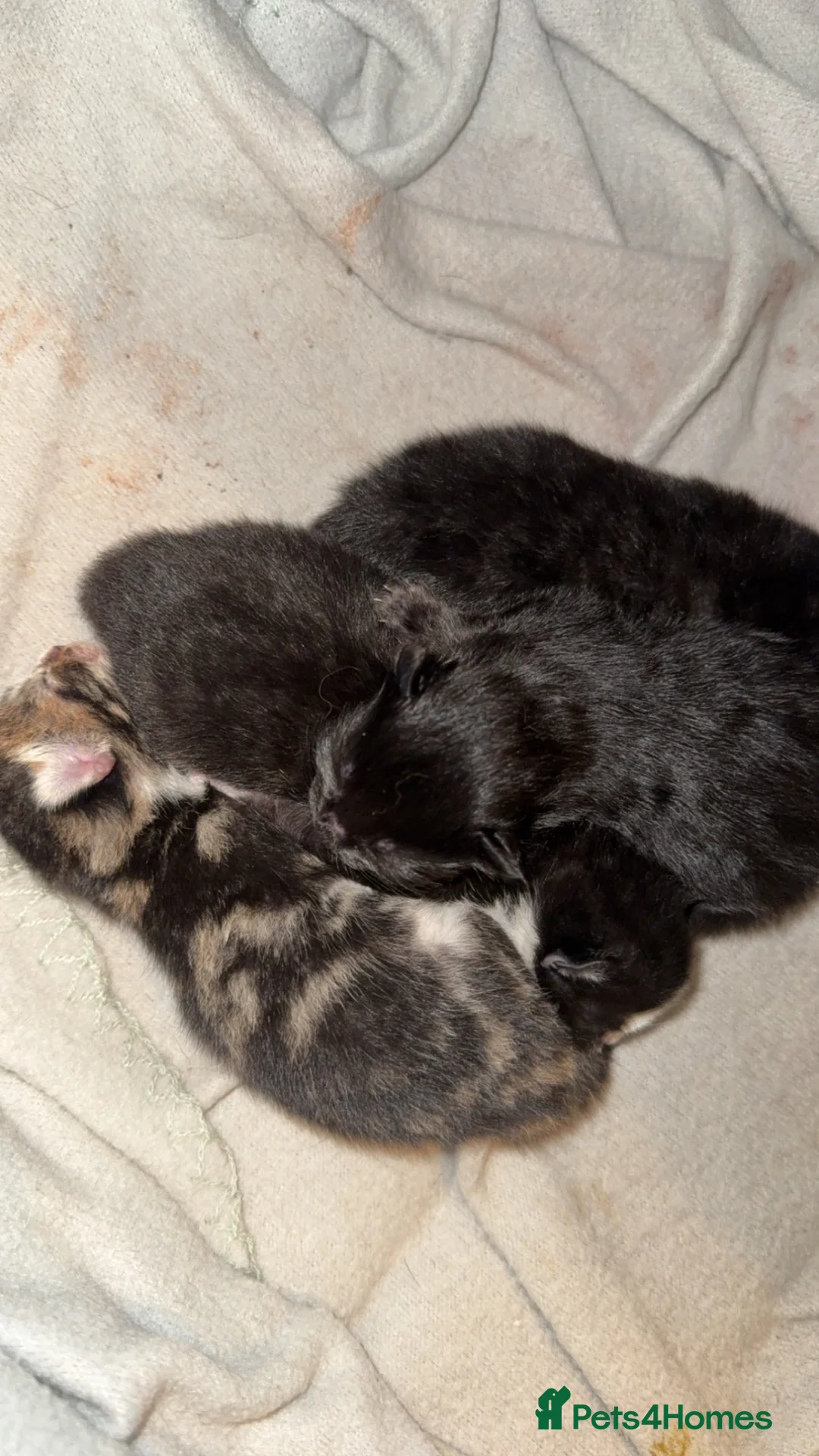 Domestic Shorthair cats for sale: 3 lovely kittens  in Worksop - Advert 8