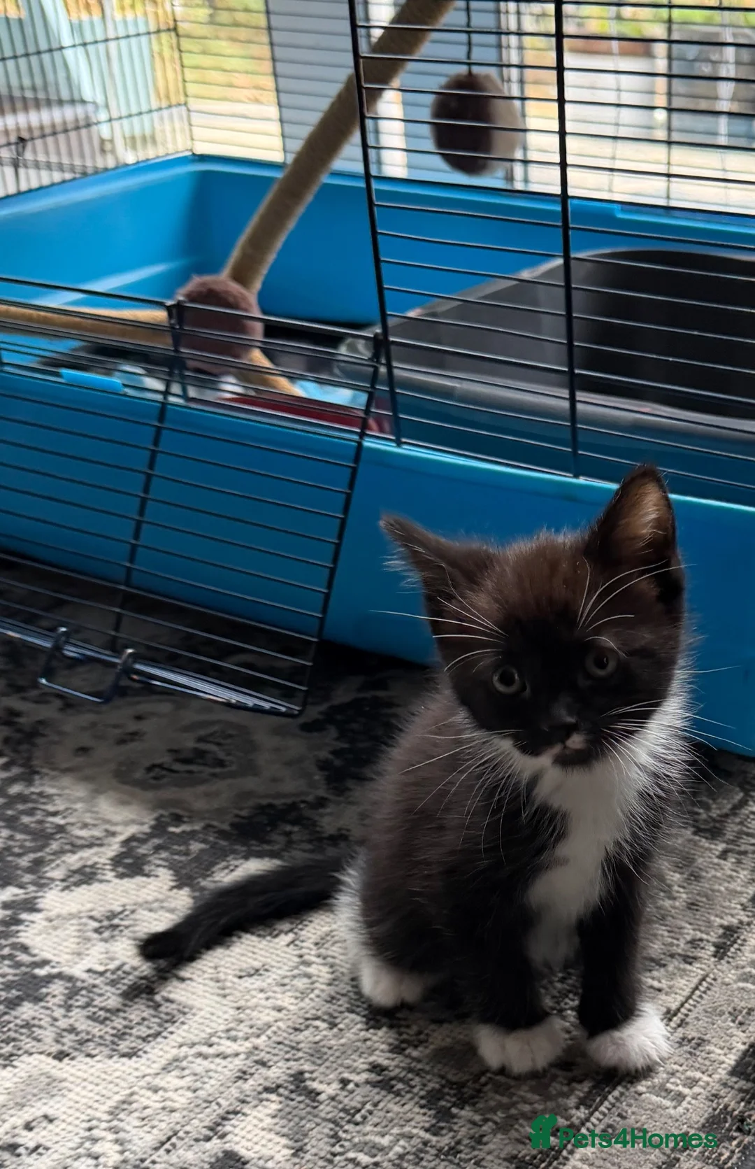 Mixed Breed cats for sale: 4 Beautiful Kittens looking for their new home  - Advert 2