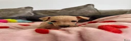 Italian Greyhound dogs for sale: 🏡 Italian greyhound puppies ready soon 🏡 - Advert 11