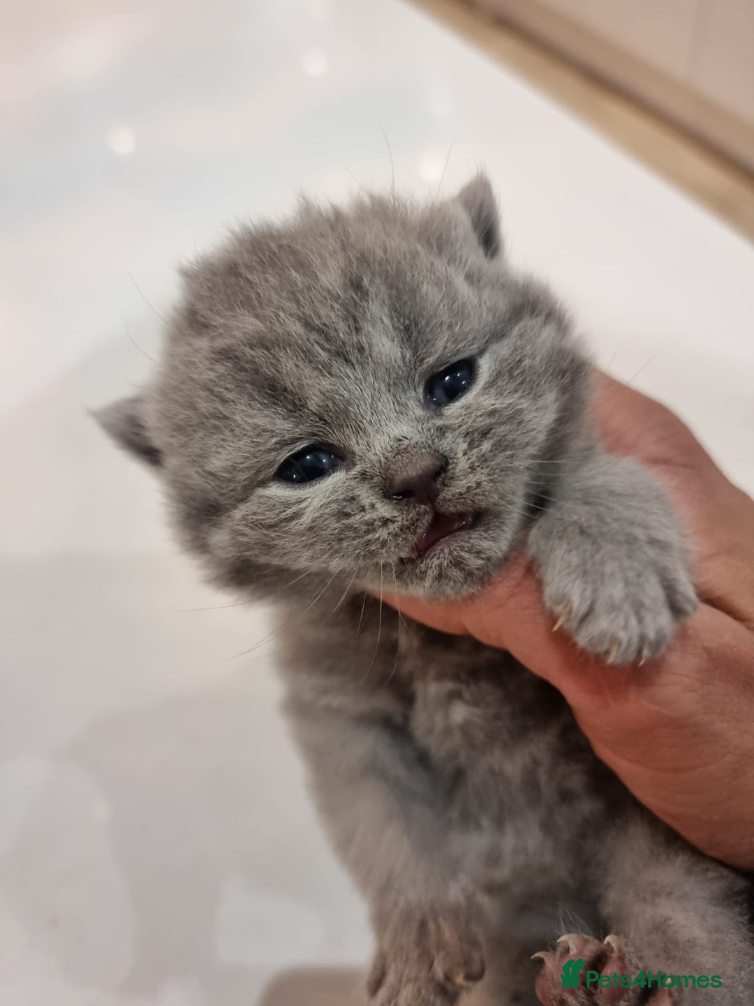 British Shorthair cats for sale: Stunning British Short Hair Kittens - Advert 8