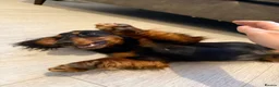 Miniature Dachshund dogs for sale: Long haired miniature dachshund🐾 in Llanelli - Advert 4