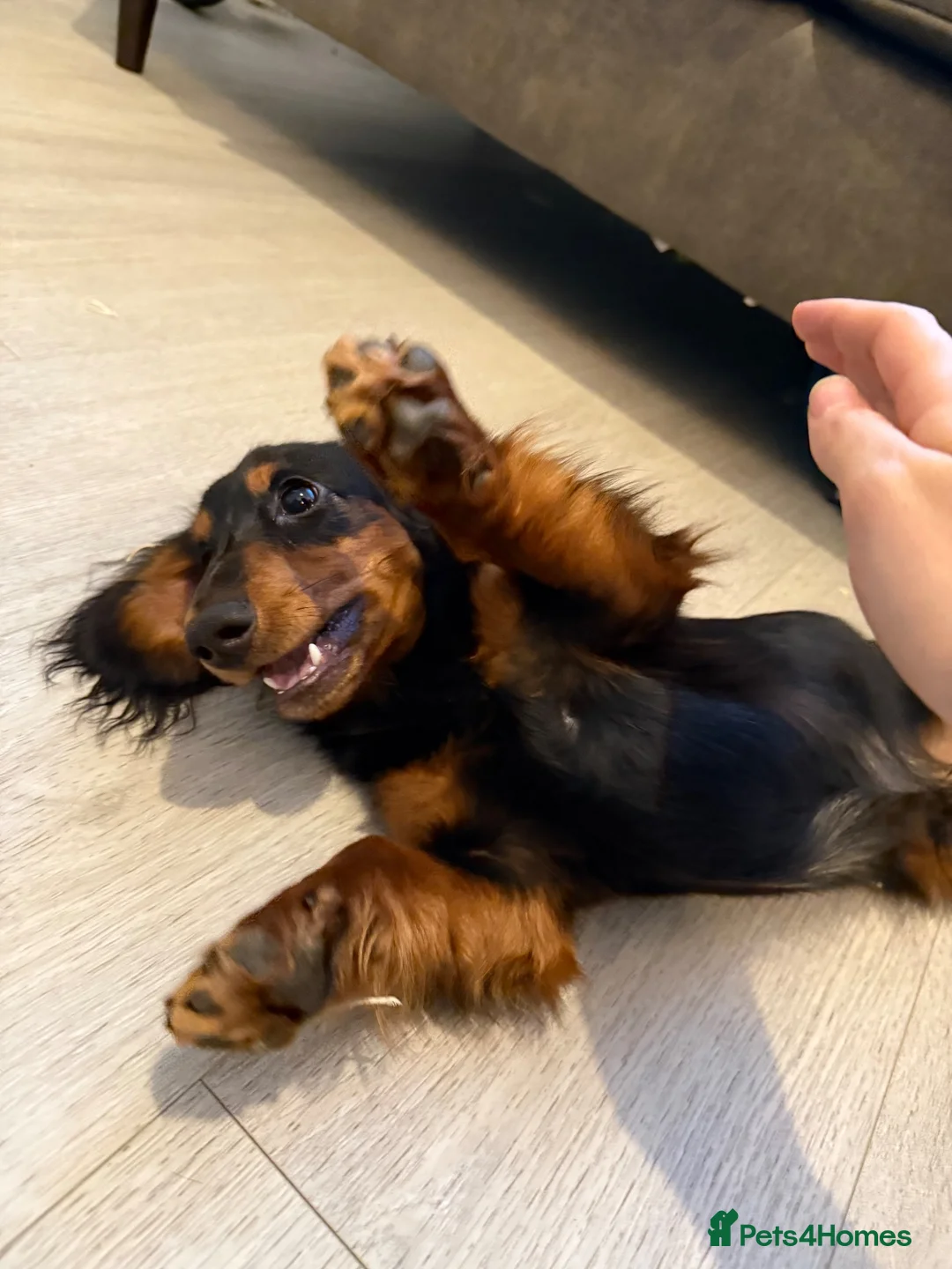 Miniature Dachshund dogs for sale: Long haired miniature dachshund🐾 in Llanelli - Advert 4