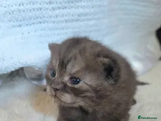 British Shorthair cats for sale: Very unusual British shorthair - Advert 1