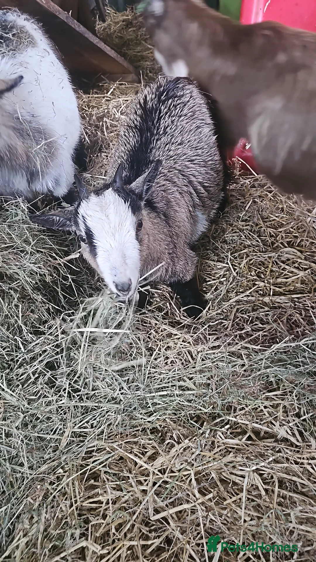 Goats livestock for sale: Pygmy goats last years babies  - Advert 2
