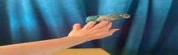 Conures birds for sale: Baby mutation green cheeked conure - Advert 3