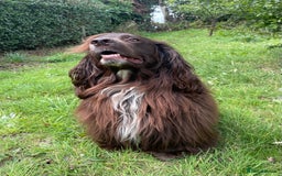 Sprocker dogs for stud: Dexter Sprocker - Image 3
