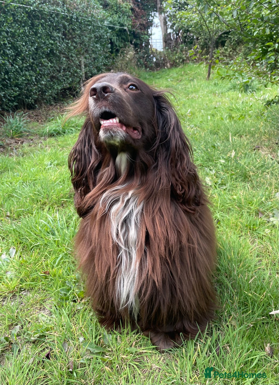 Sprocker dogs for stud: Dexter Sprocker - Image 3