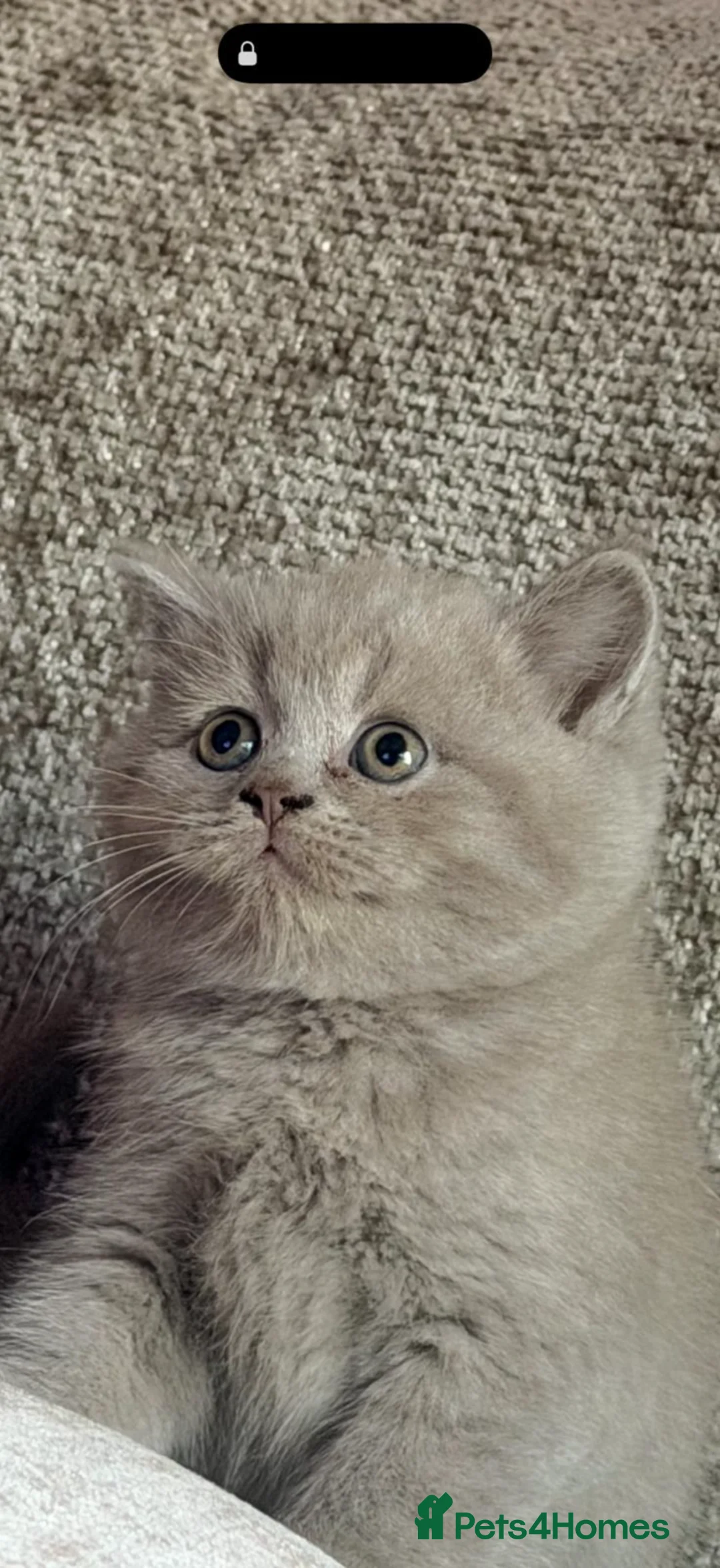 British Shorthair cats for sale: British Shorthair Teddy Bears 😻😻😻😻😻 - Advert 2
