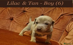 Jack Russell dogs for sale: Beautiful Muchwenlock Jack Russell puppies - Image 6