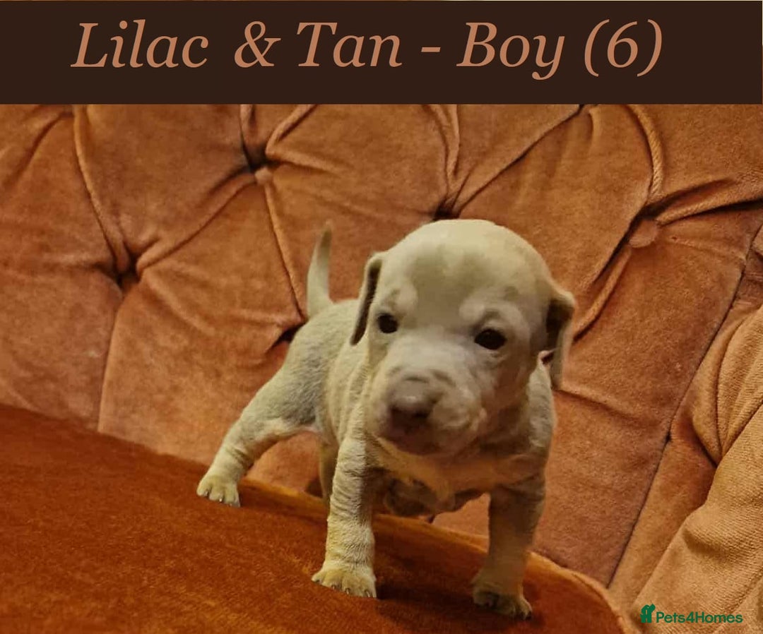 Jack Russell dogs for sale: Beautiful Muchwenlock Jack Russell puppies - Image 6