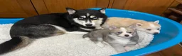 Pomsky dogs for sale: Stunning Blue Eyed F4 Pomsky Puppies in Widnes - Advert 1