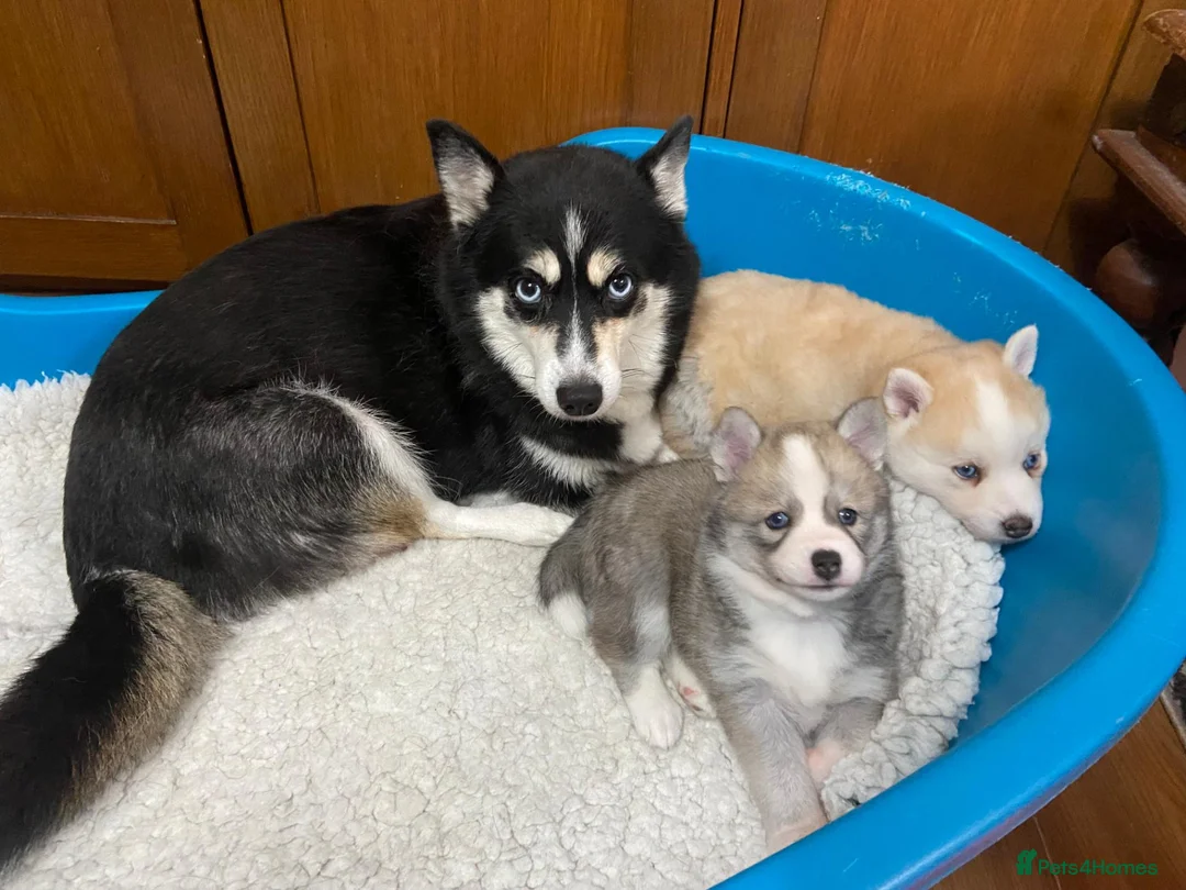Pomsky dogs for sale: Stunning Blue Eyed F4 Pomsky Puppies in Widnes - Advert 1