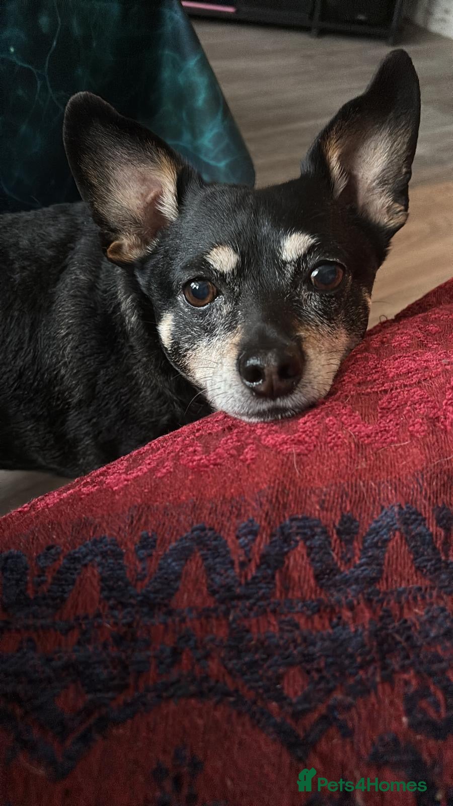 Mixed Breed dogs 💙🐶 FLASH – A LOYAL LITTLE SHADOW NEEDS NEW HOME - Advert 1