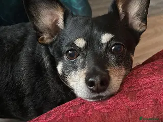 Mixed Breed dogs 💙🐶 FLASH – A LOYAL LITTLE SHADOW NEEDS NEW HOME - Advert 3