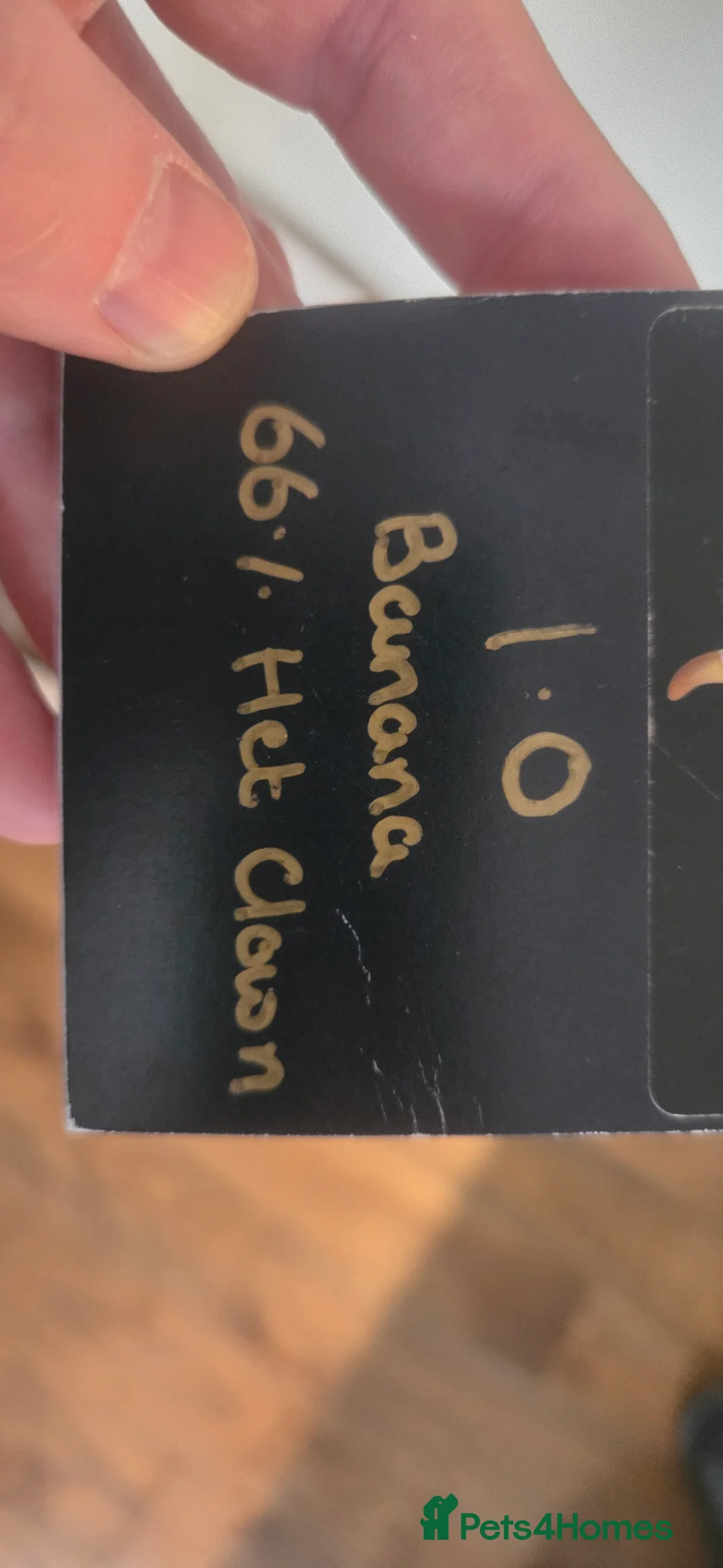 Python Snake reptiles for sale: Banana royal python  - Advert 20