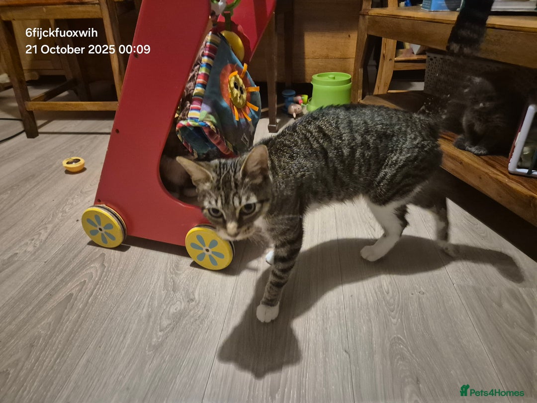 Mixed Breed cats for sale: Six beautiful and playful kittens ready Sunday! - Image 6