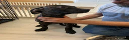 Mixed Breed dogs for sale: Cane corso cross staffs in Birmingham - Advert 5