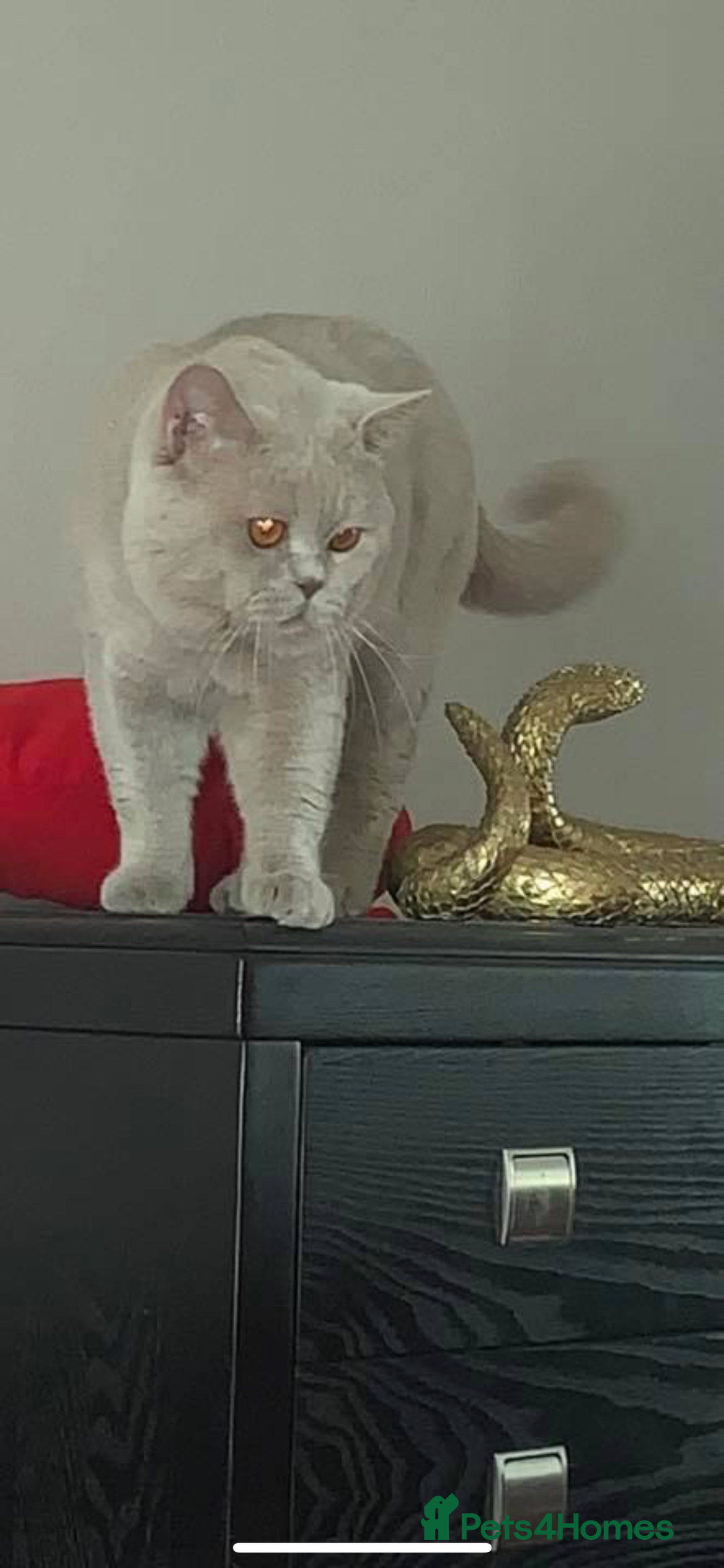 British Shorthair cats for stud: QUADRUPLE GRAND CHAMPION TICA in London - Advert 2