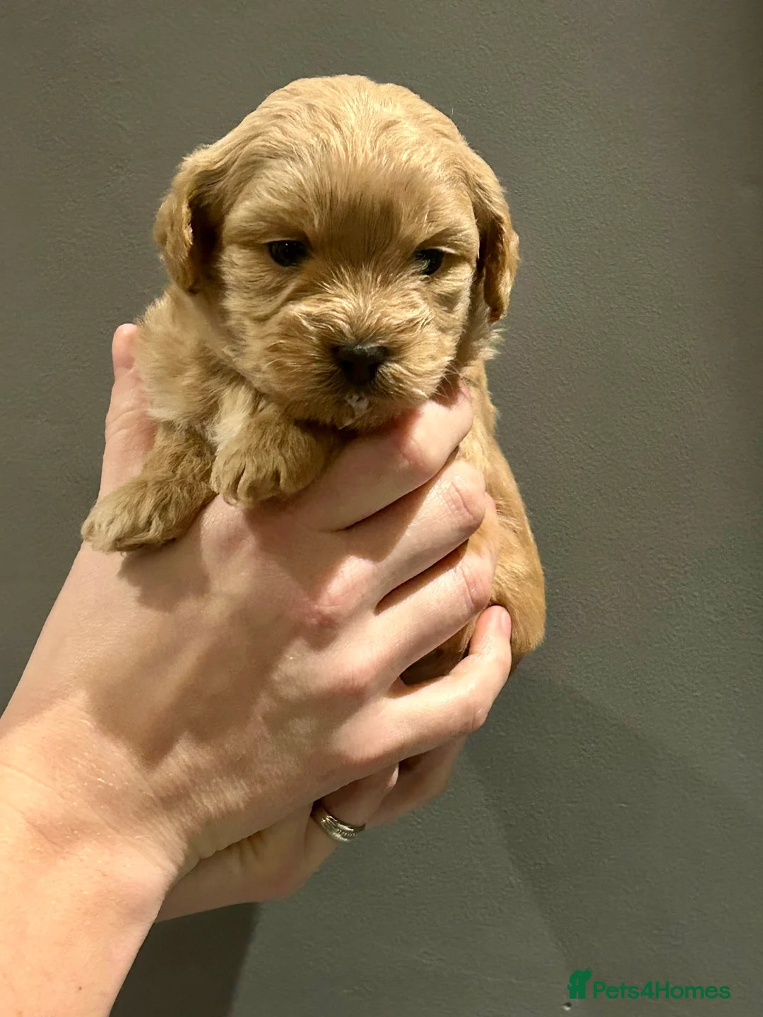 Shihpoo dogs for sale: Beauty’s pups - Advert 3