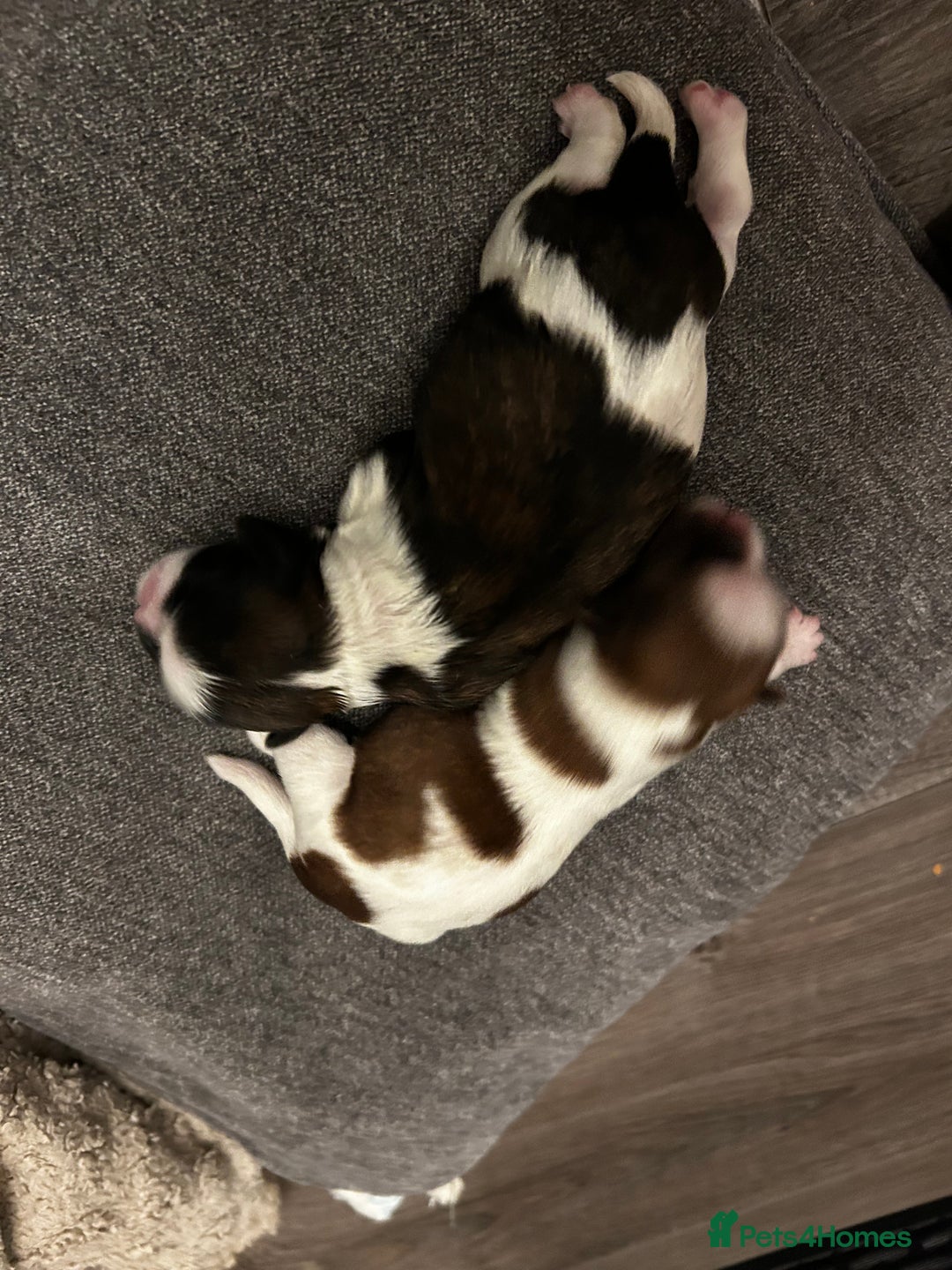 Mixed Breed dogs for sale: 4 beautiful shihapso puppies female - Advert 6