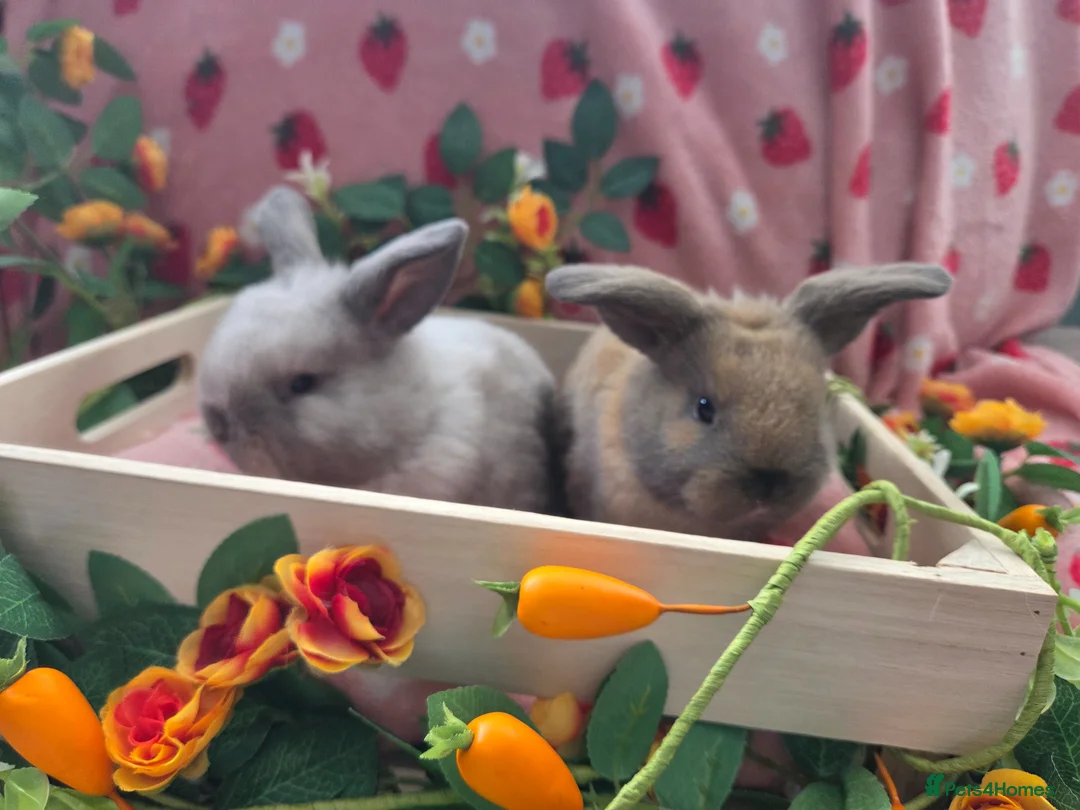 Mini Lop rabbits for sale: sooty fawn & Smoke Pearl Cashmere mini lop 8weeks - Advert 1