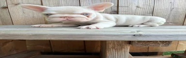 French Bulldog 5