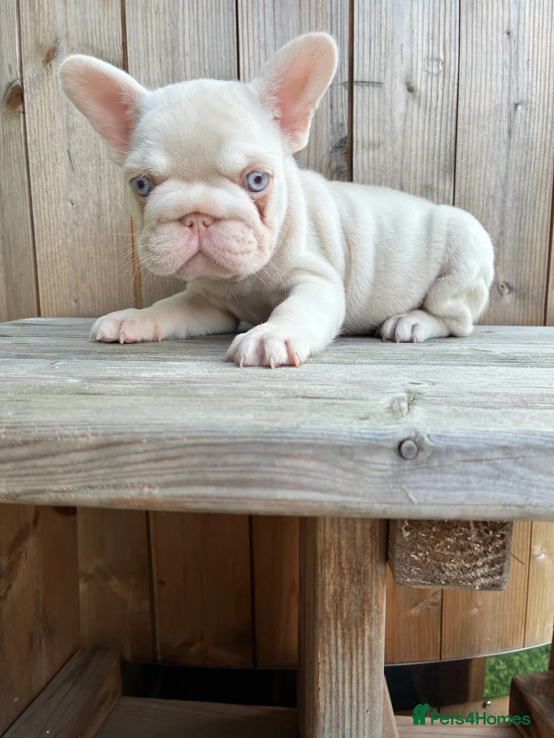 French Bulldog dogs for sale: French bulldog puppies - Advert 2